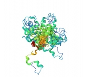 p-Tau217 ELISA Kit (Human:  Part # 27904)
